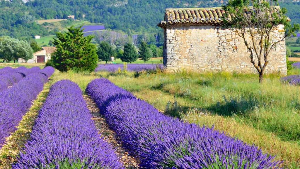 provence test1